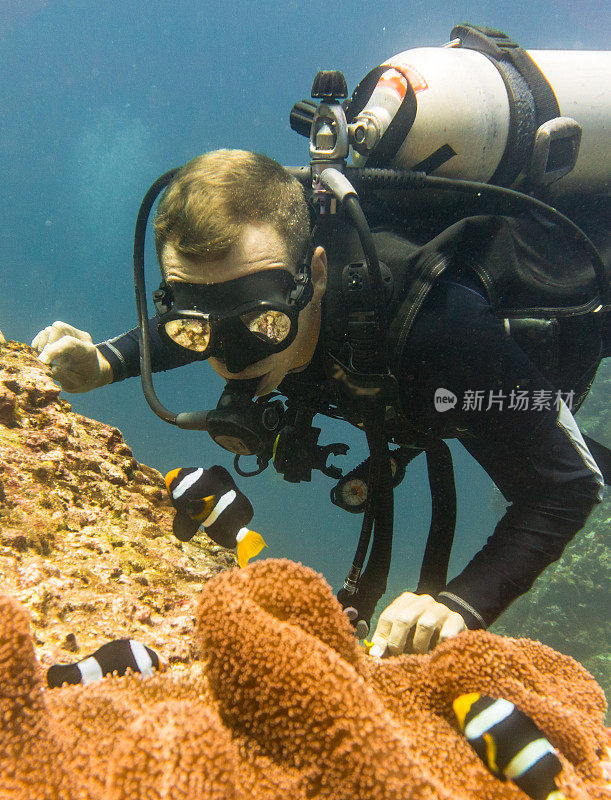 在泰国Koh Haa，潜水员在自然环境中快乐地看着地毯海葵(Stichodactyla gigantea)和克拉克海葵鱼(Amphiprion clarkii)小丑鱼。